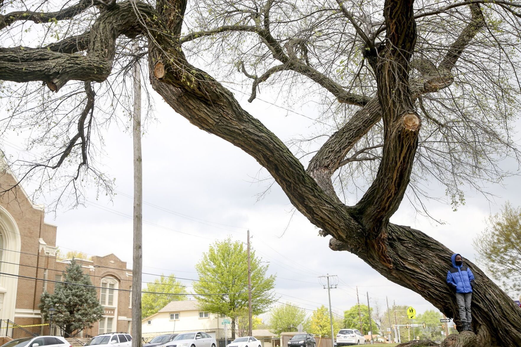 Tulsa Race Massacre Memorial Tree